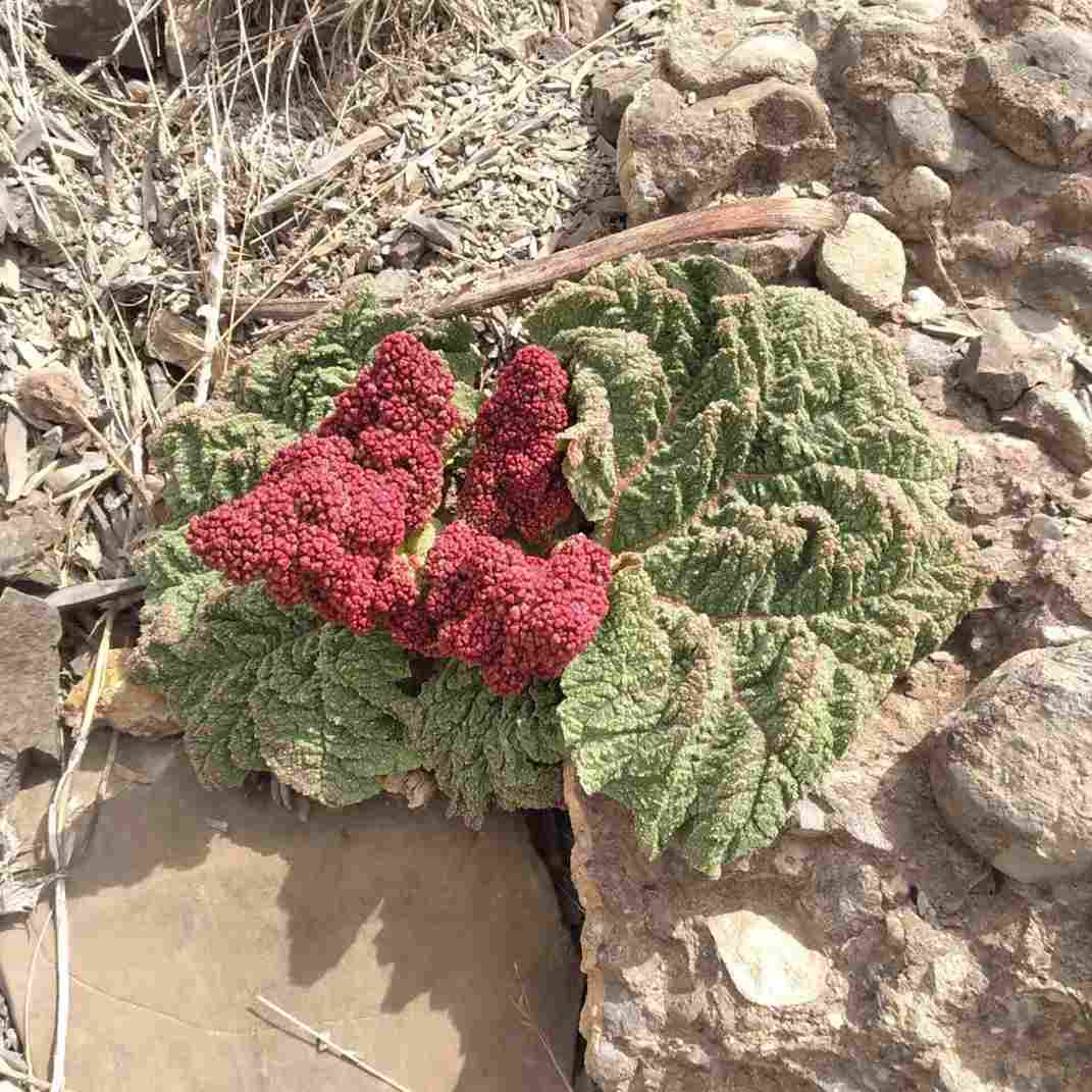 آهنگ جدید  وقتی صدای پاهات میپیچه تو کوچمون